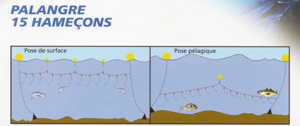 Palangre à Bar 15 Hameçons 2 Palangre à Bar 15 Hameçons – Image 2